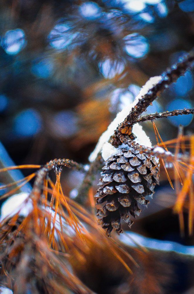 Зимняя сказка в мелочах.