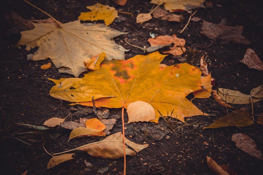 осенний клен