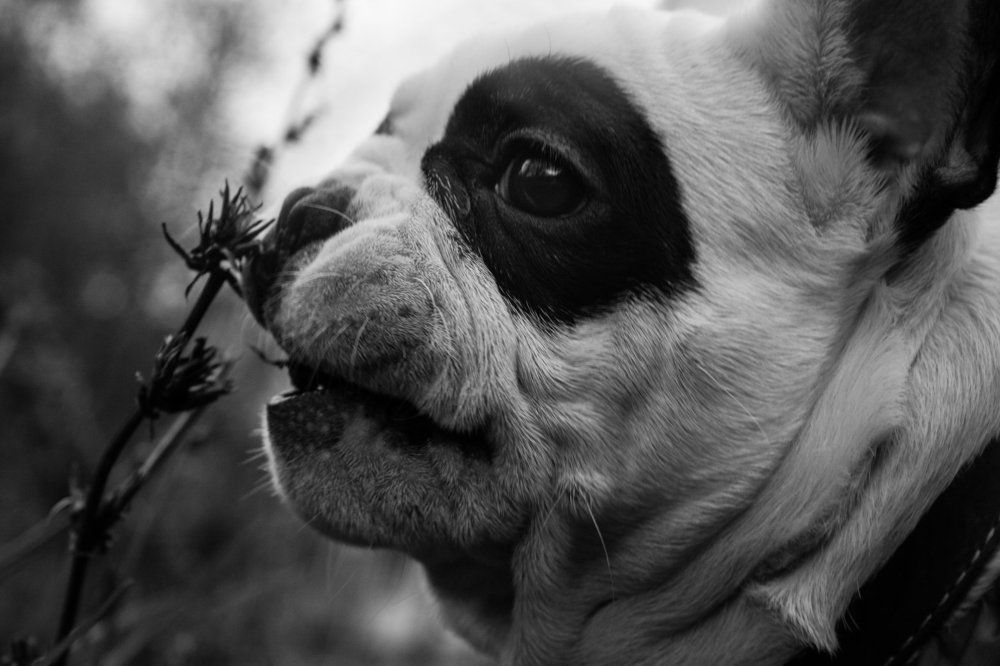 французкий бульдог