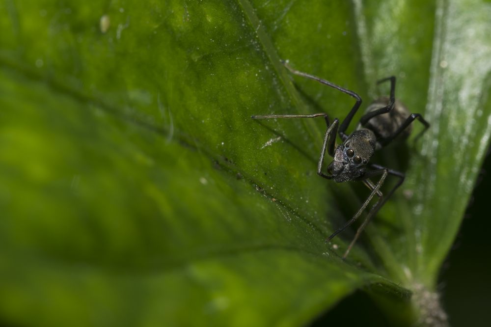 Ant Mimicking Spider