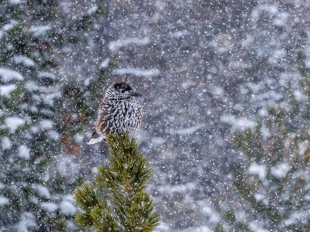 Было бы лето,если бы не это.......