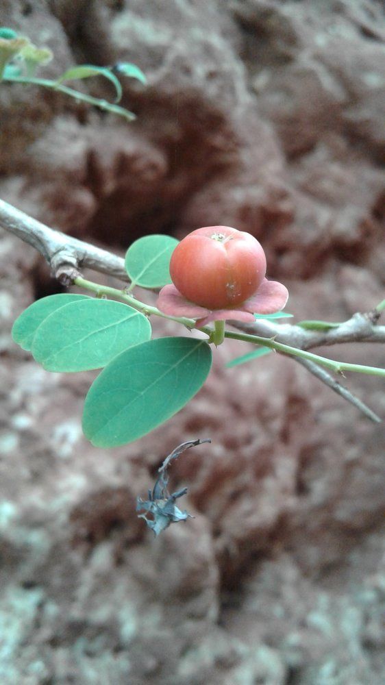 Plants