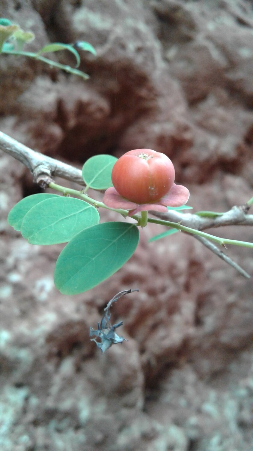 Plants