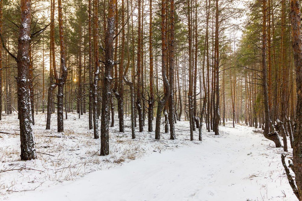 Дорога к ведьминой поляне.