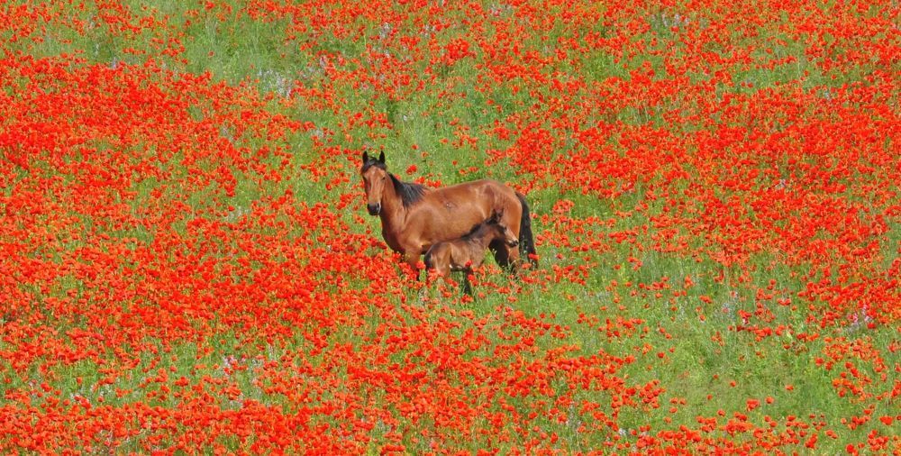 Детство в маках