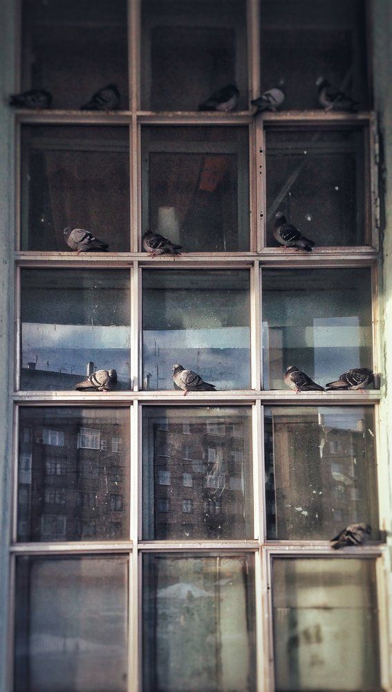 Их дом