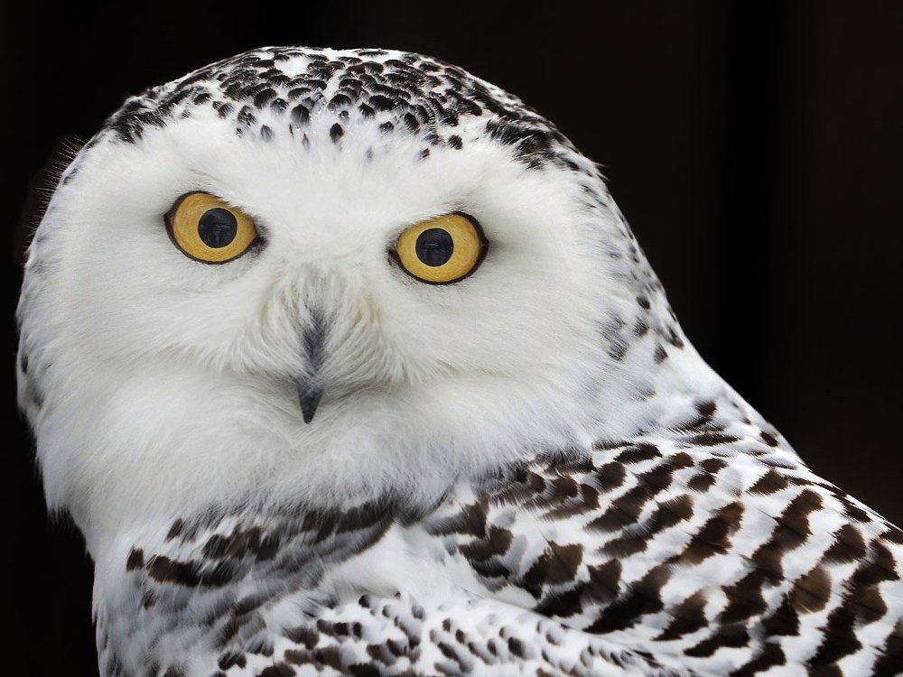 Полярная сова