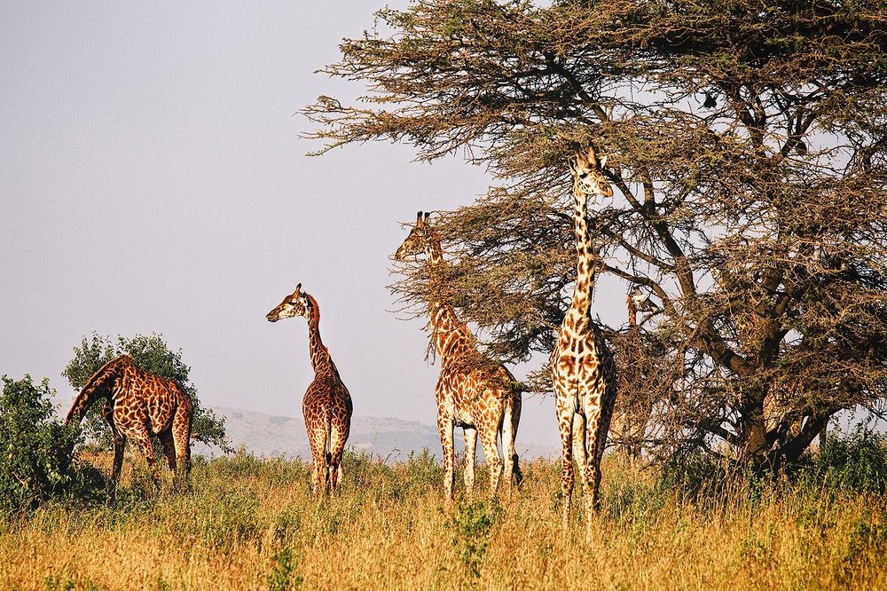 Геометрия в природе