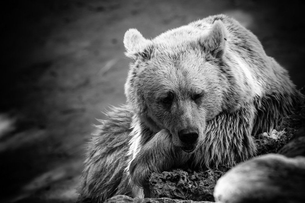 мишка на отдыхе