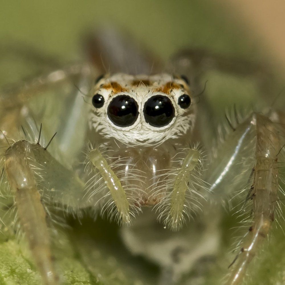 Extreme close up of a jumping spider