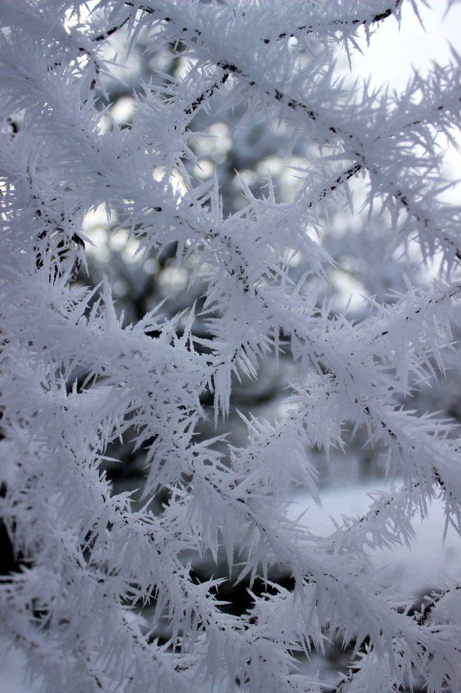 Photograph by Колесник Татьяна