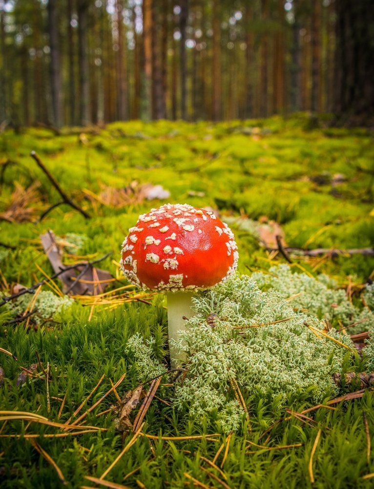 Мухоморчик