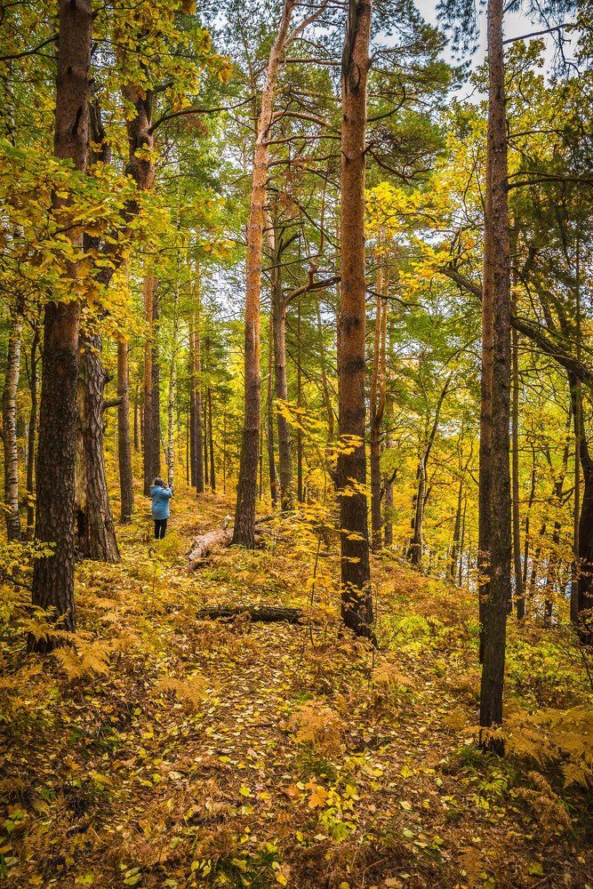 В осеннем лесу
