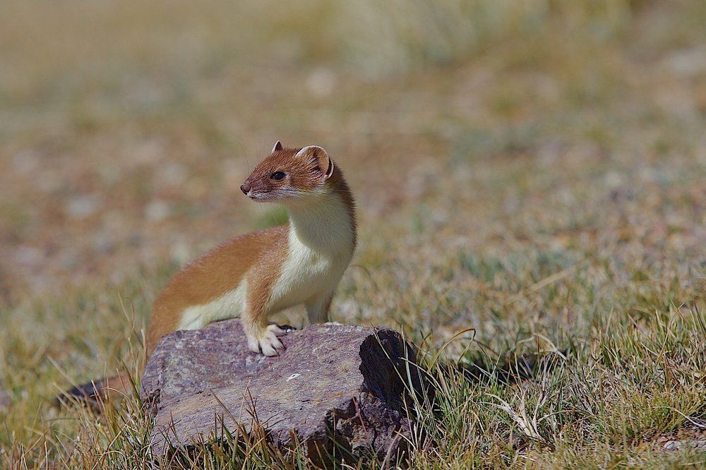 И где же ваша птичка..?