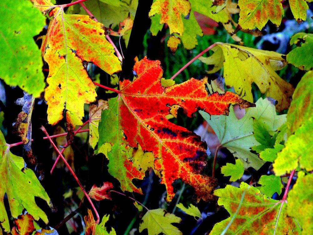 Из осени картинки,,,