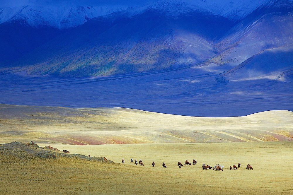 пейзаж с верблюдами