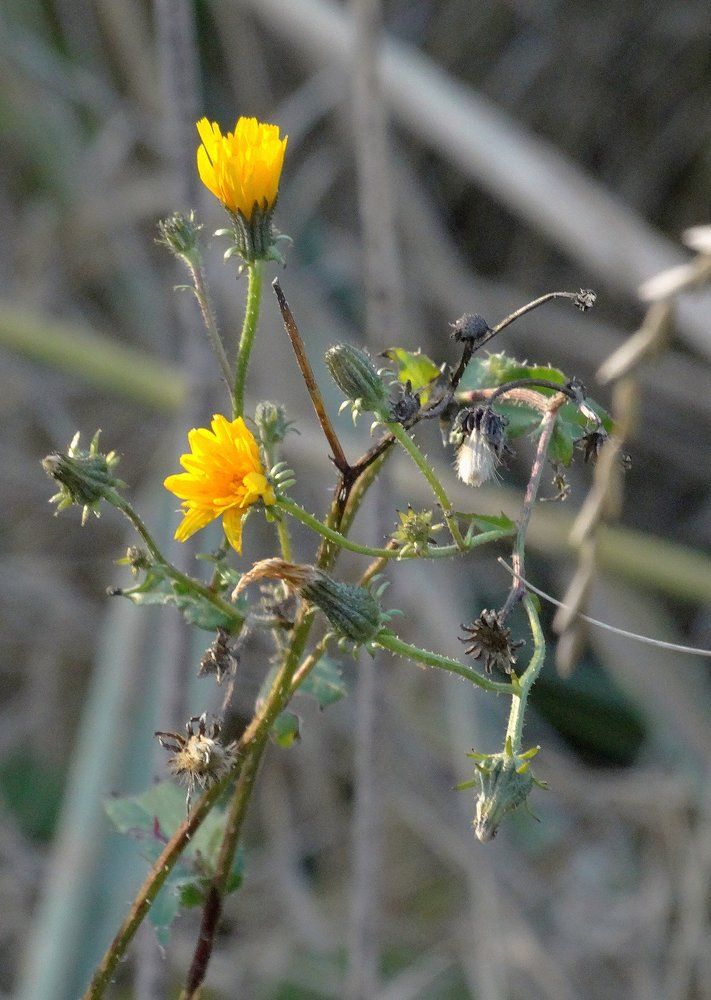 Из осени картинки,,,