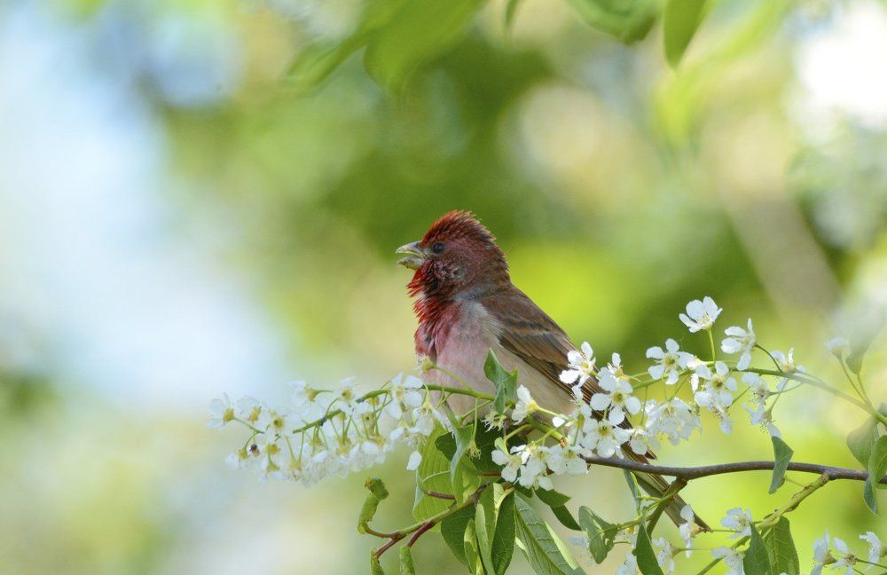 Весеннее утро