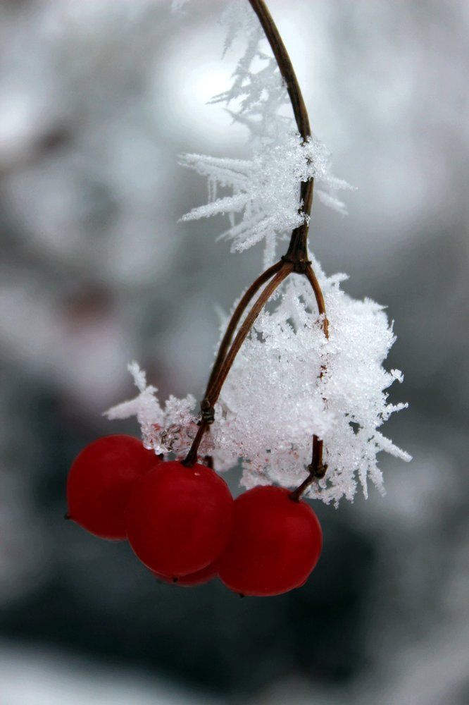 Photograph by Колесник Татьяна