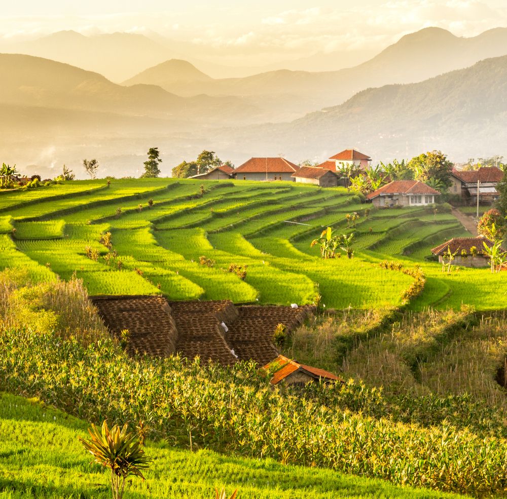 Rice Fields in Indonesia