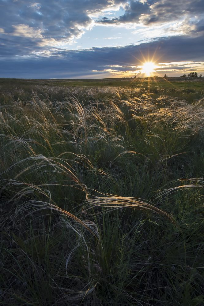 Ковыльный закат