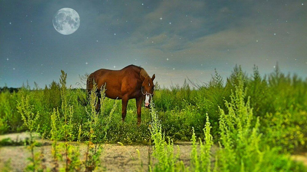 The Moon