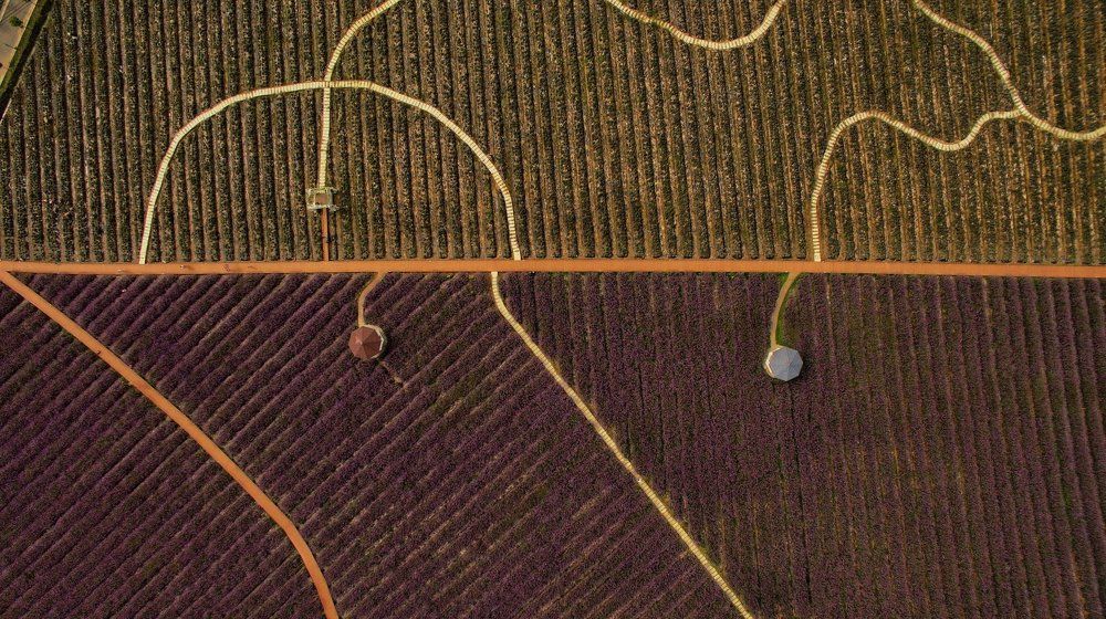 Flower field shot from above (300 m)