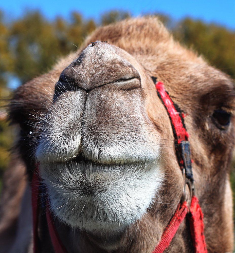 Милая мордашка.