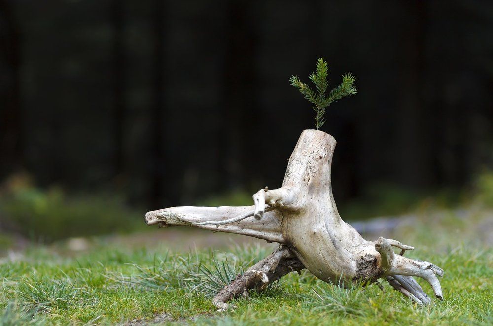 Новая жизнь