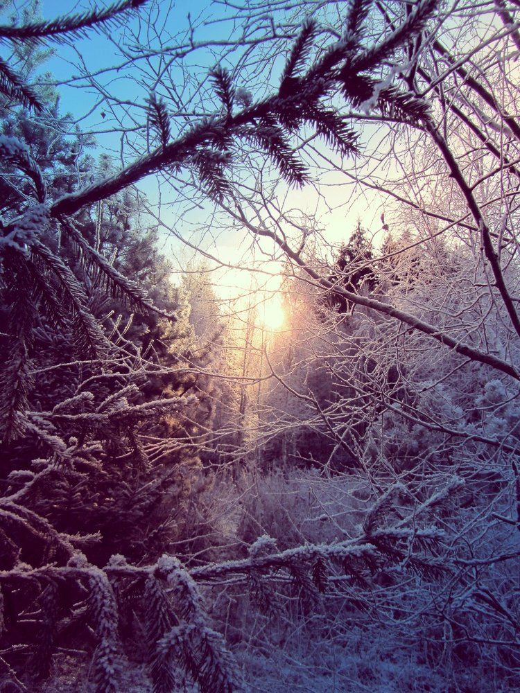 Зимнее утро в лесу