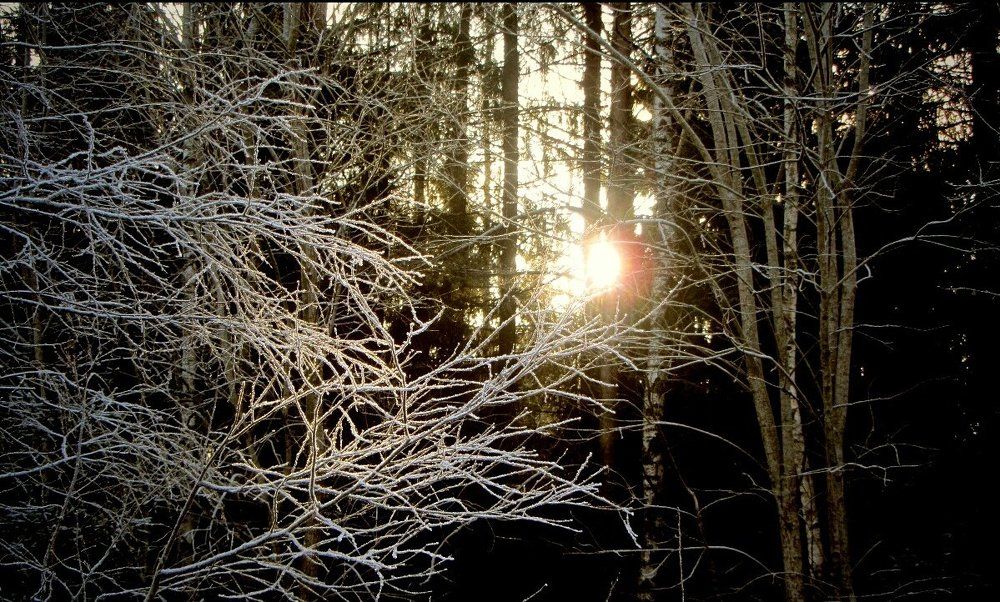 Зимнее утро в лесу(2)