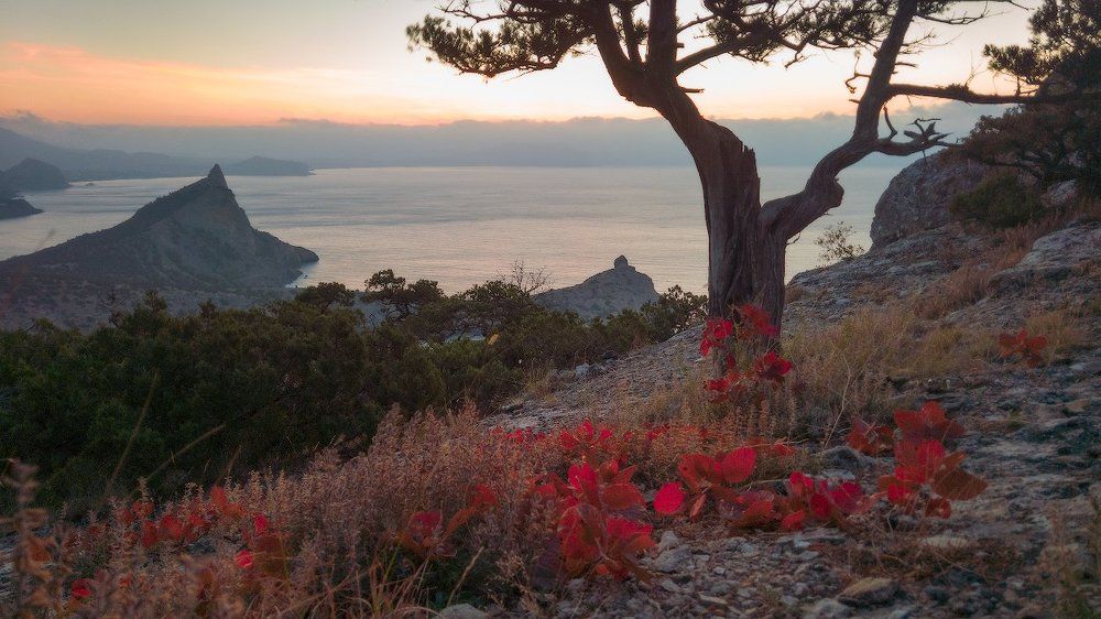 Этюд со скумпией