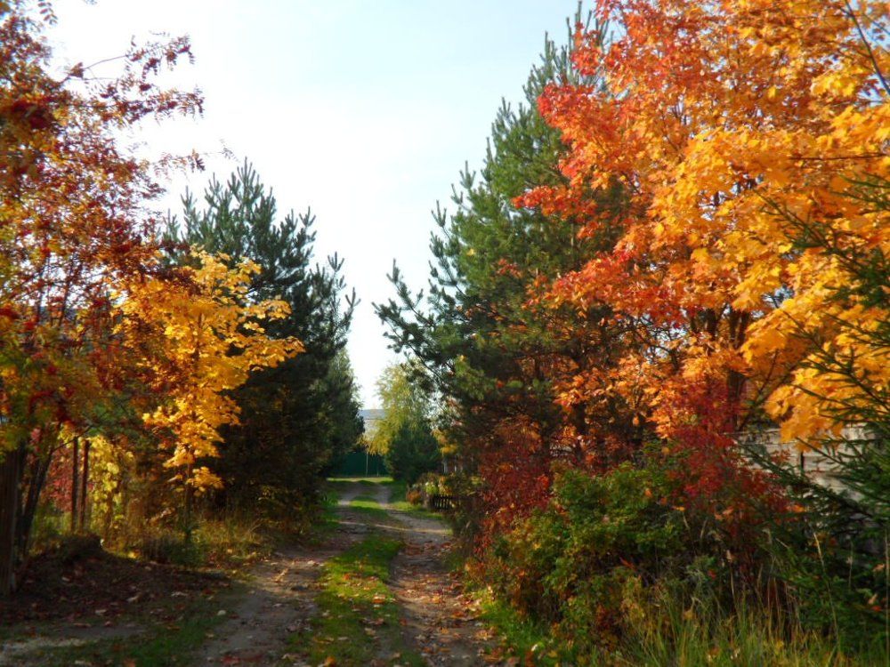 Золотая осень.