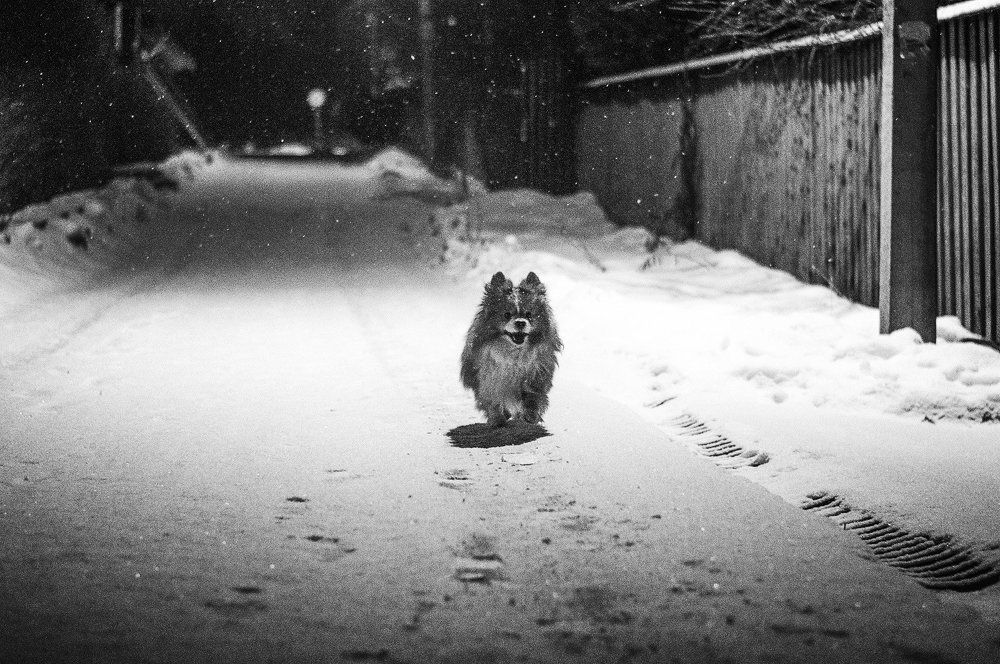 Пончик