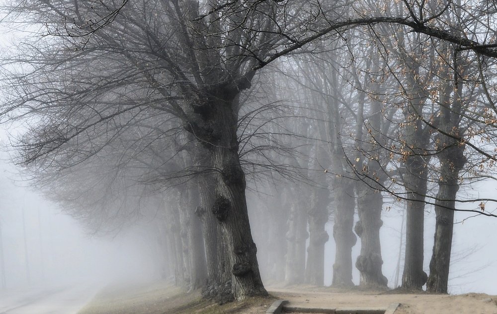 В старой аллее...