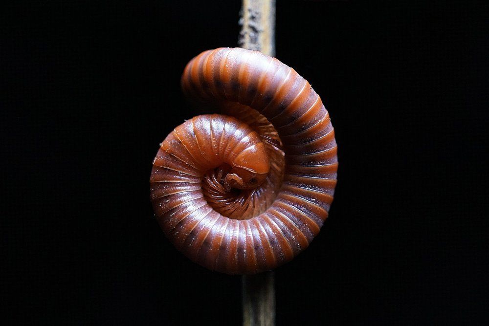 Millipede
