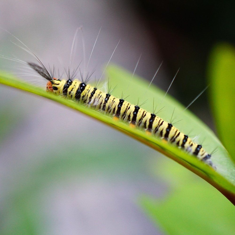 Caterpillar