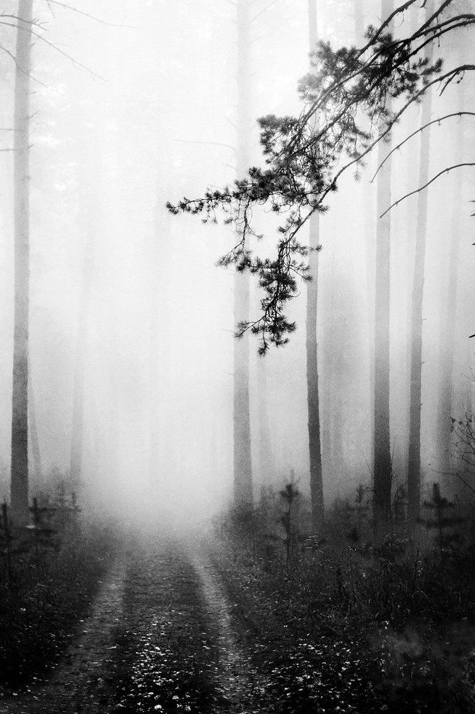 Утро. Туман. Тишина.