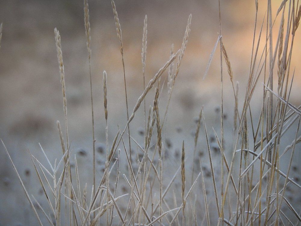 Морозное утро