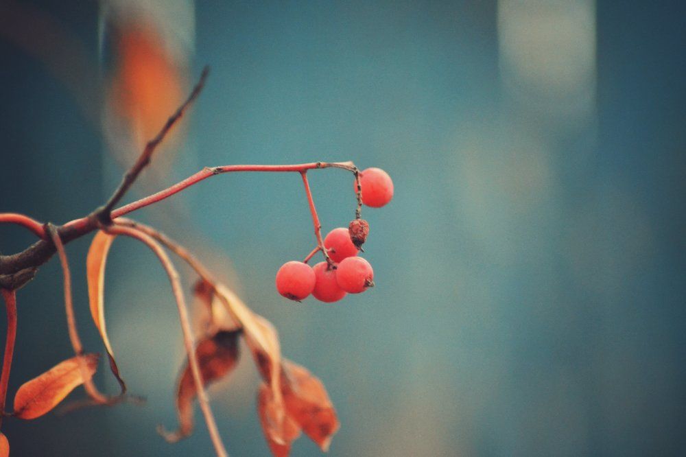 сочные краски Зимы