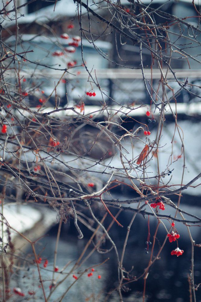 Краски Декабря