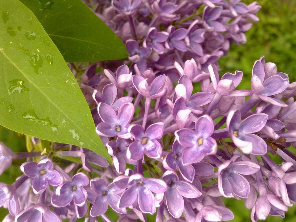 Майский цвет сирени