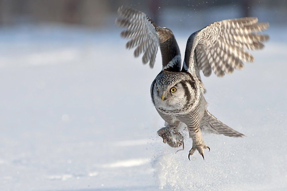 Удачная охота