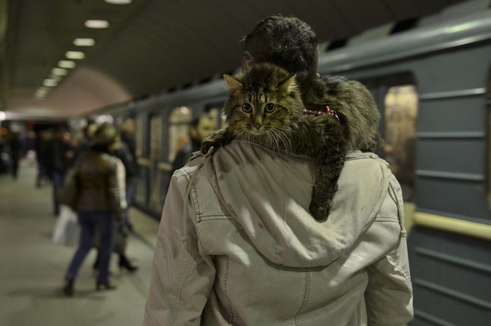 Люди и Животные