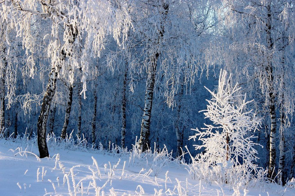 В царстве Берендея.