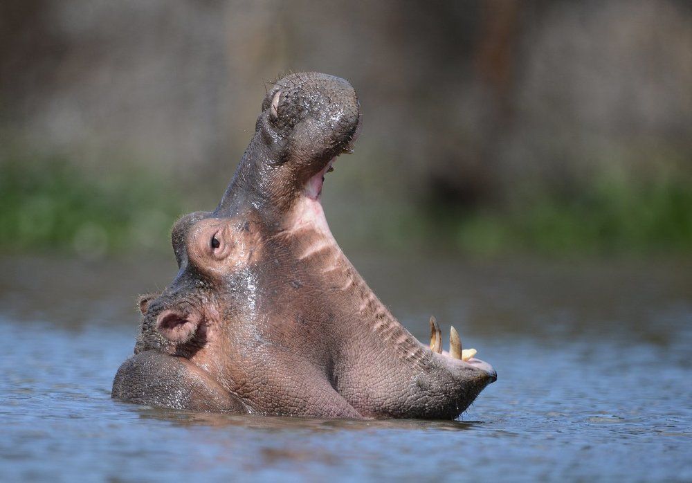 ЗЕВОТА -перейди на ,,,,,,,