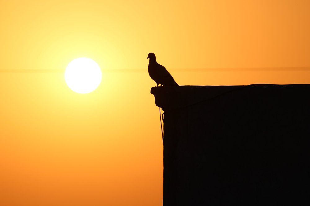 Sunset of a Pigeon