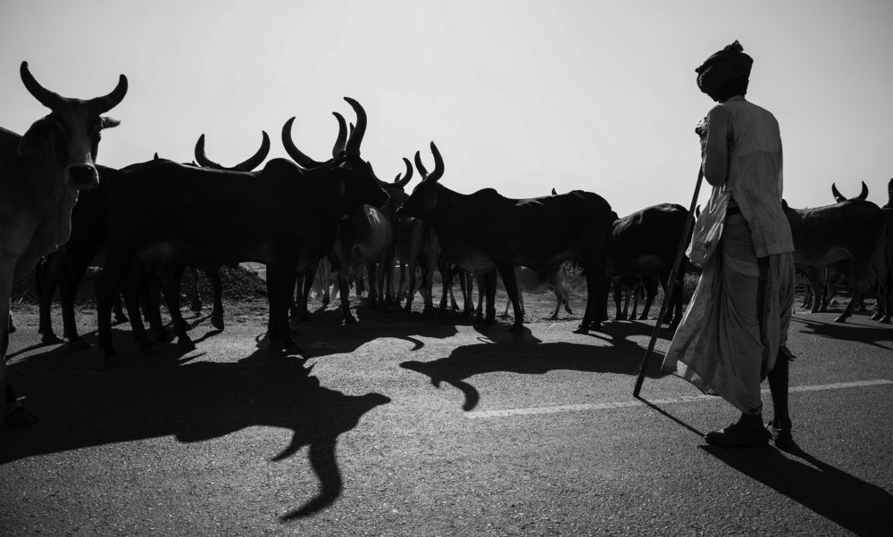 The man behind the cows