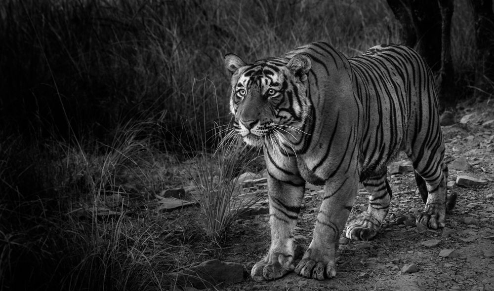 Tiger's@Ranthambhore Forests_India