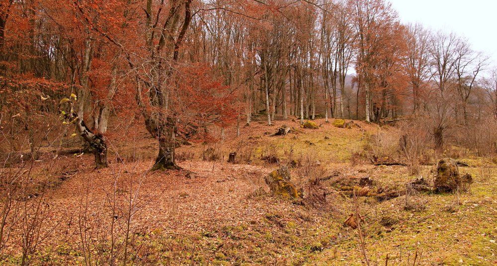 Осенний буковый лес.